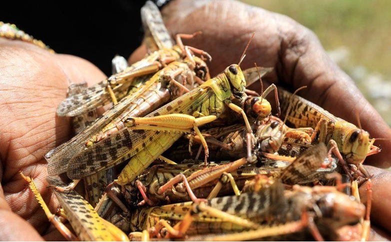 Environmental and Social Management Frame Work (ESMF) for the Emergency Desert Locust Invasion Response Project 