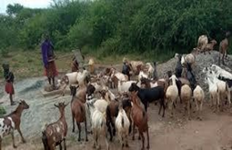 : Environmental and Social Management Framework (ESMF) for the Regional Pastoral Livelihoods Resilience Project (RPLRP)